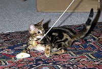 Trim's first week home (12 weeks old).  